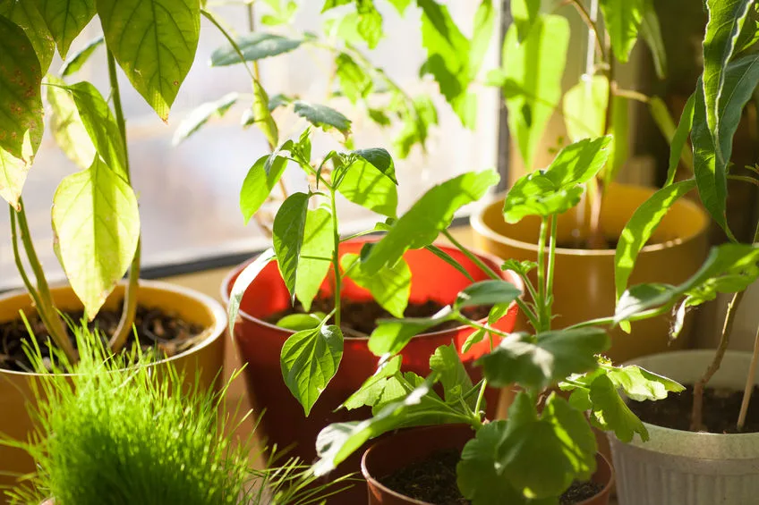 Tips For Finding Great Houseplants For Your Ventura Home!